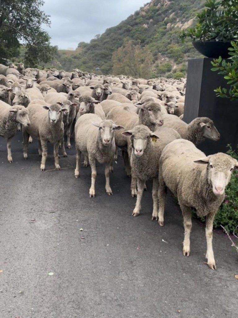 Hundreds of sheep walking down a road.