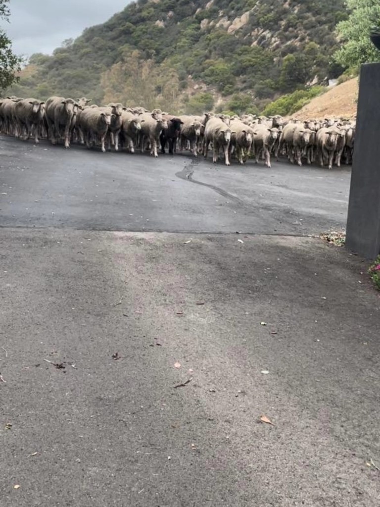 A large flock of sheep crossing a road.