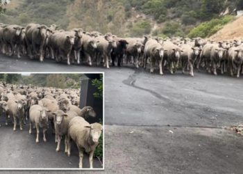 Hundreds of sheep take over California mountain road: ‘Grass wasn’t greener on the other side’