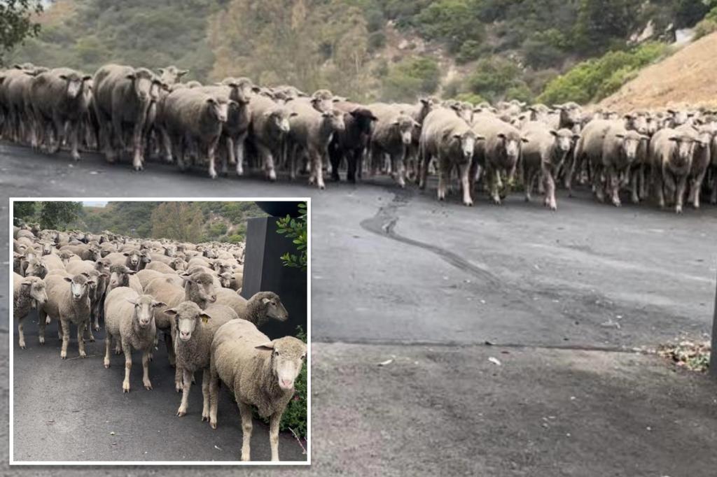 Hundreds of sheep take over California mountain road: ‘Grass wasn’t greener on the other side’