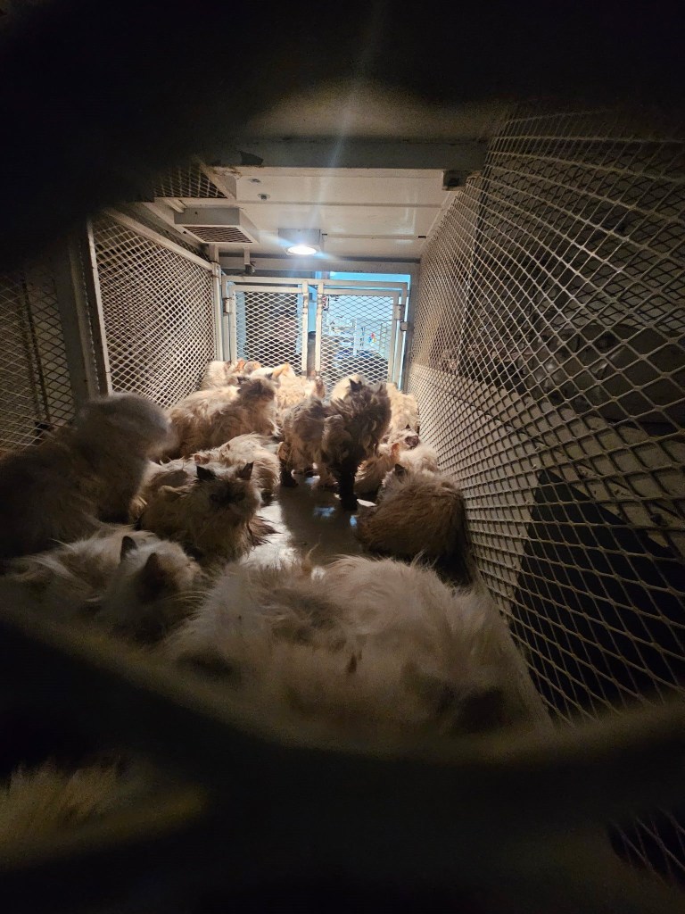 Over 100 cats in a California van.