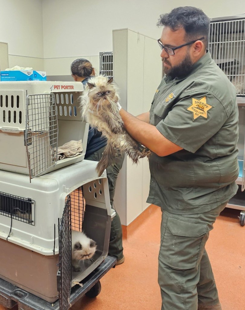 A sheriff's deputy holds a cat, another cat is in a carrier.