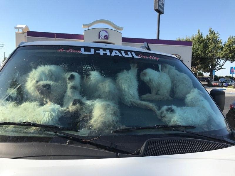 Over 100 cats and dogs crammed inside a U-Haul van.