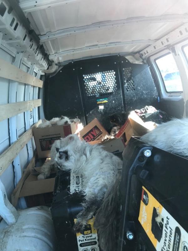 Over 100 cats found sweltering in a van.