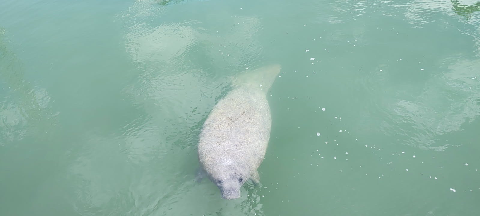 a manatee