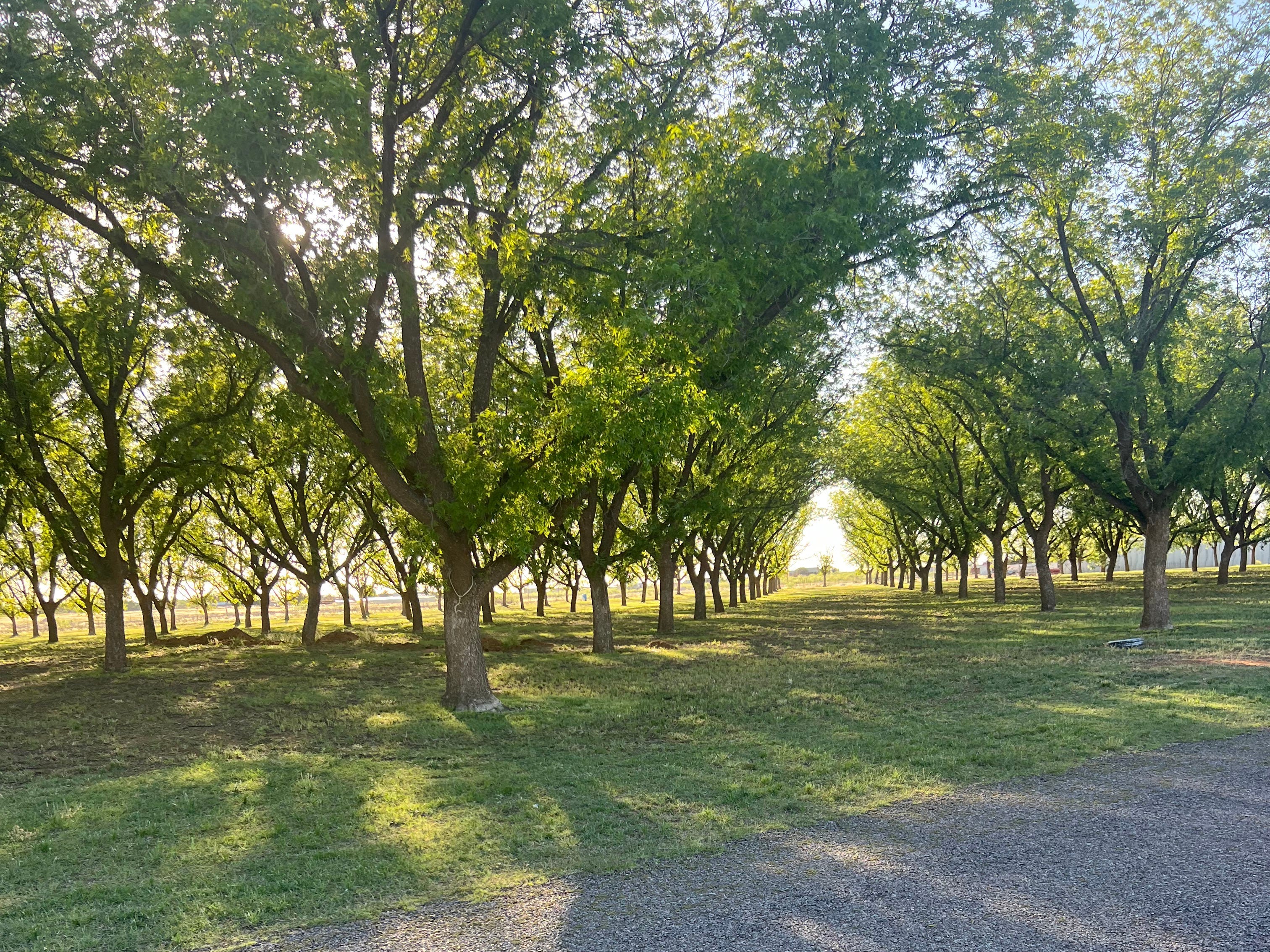 The author's view of trees in the pecan orchard near her childhood home.
