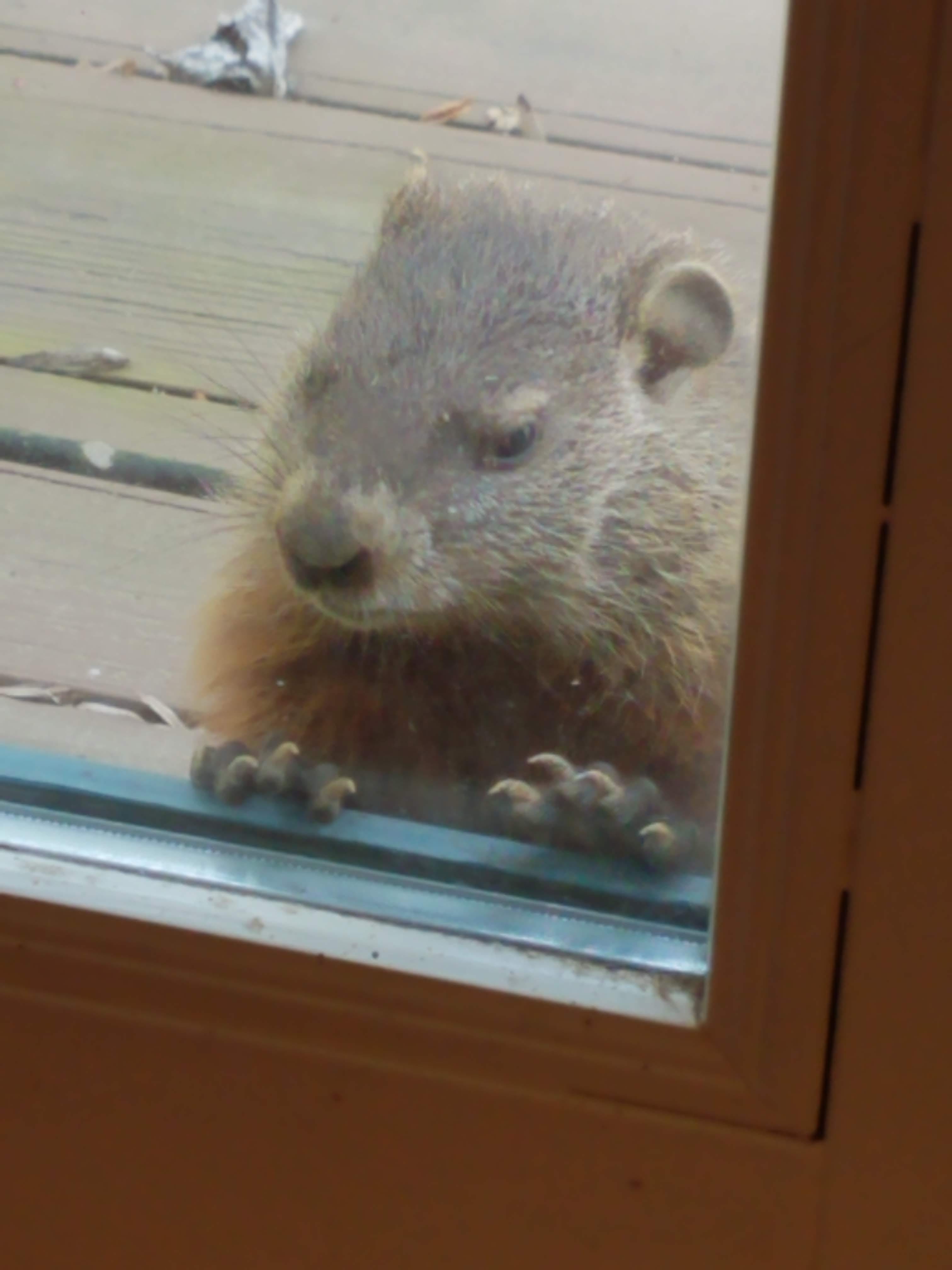 Mole looking through window