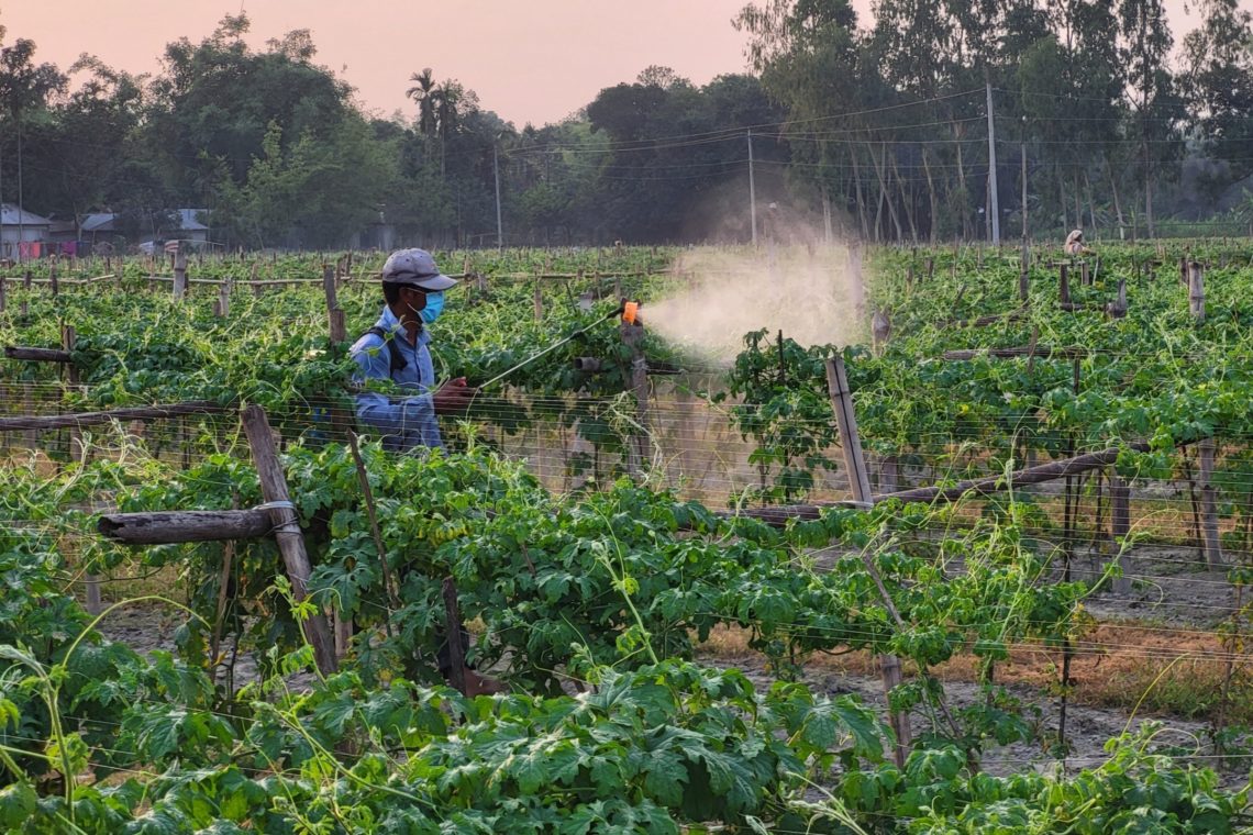 Common farm chemicals may be heralding an ‘insect apocalypse’