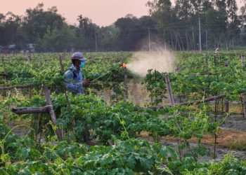 Common farm chemicals may be heralding an ‘insect apocalypse’