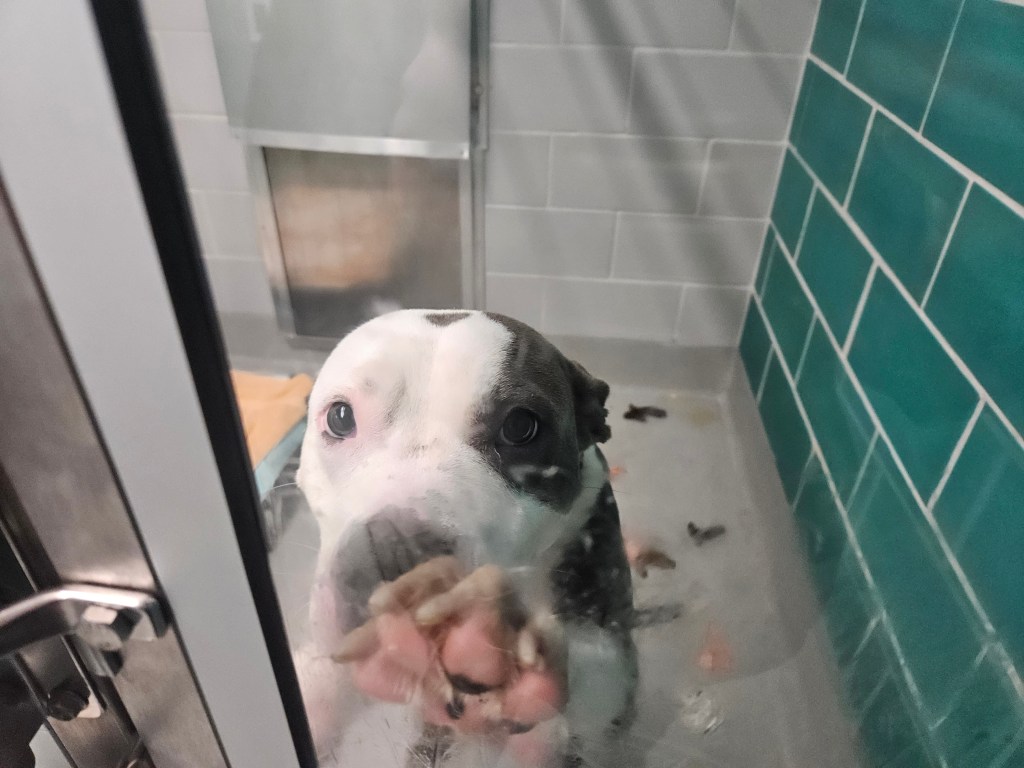 Dog at an animal shelter pawing at the glass.