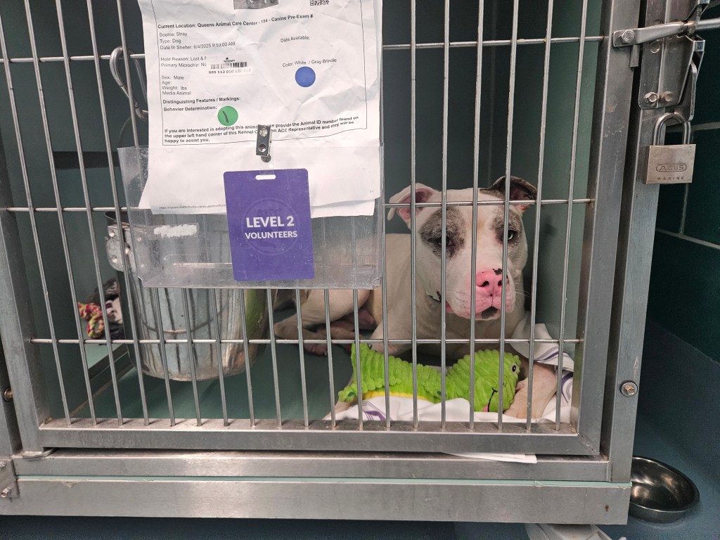 Dog in a shelter kennel.