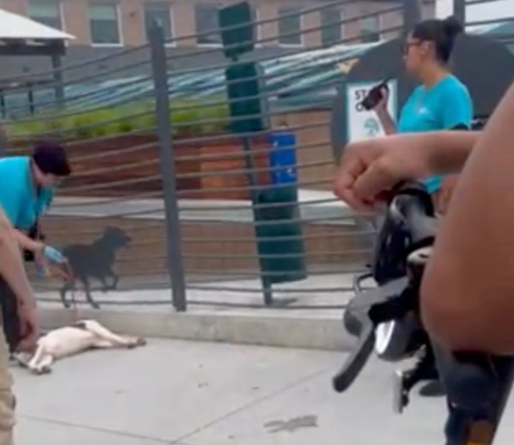 Screenshot of people assisting a dog lying on the ground.