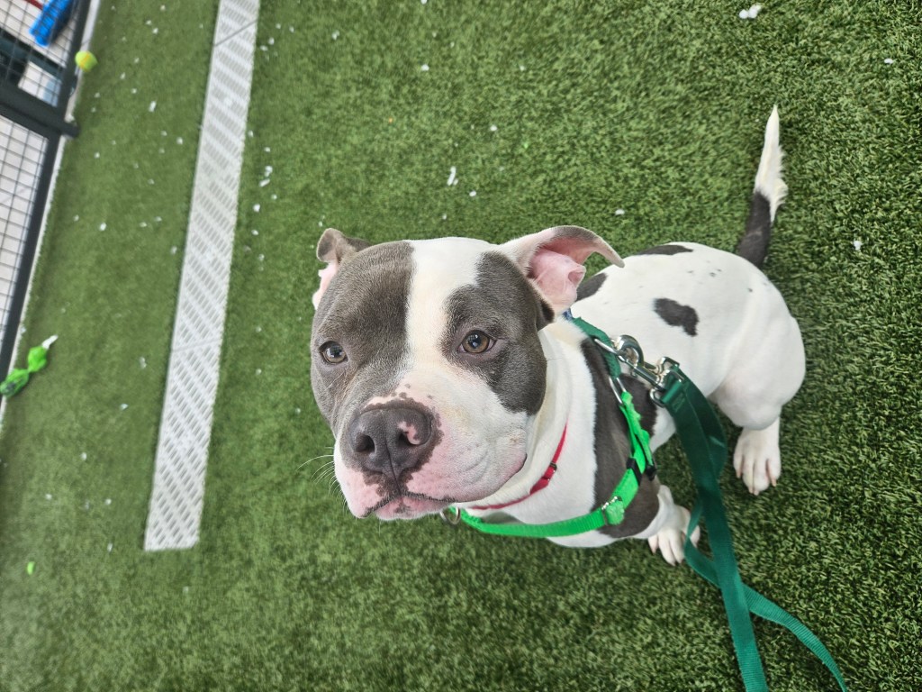 Pit bull mix at an animal shelter.