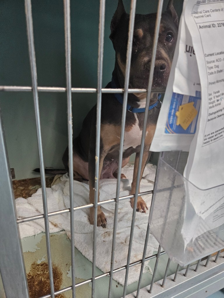 Dog in a shelter kennel.