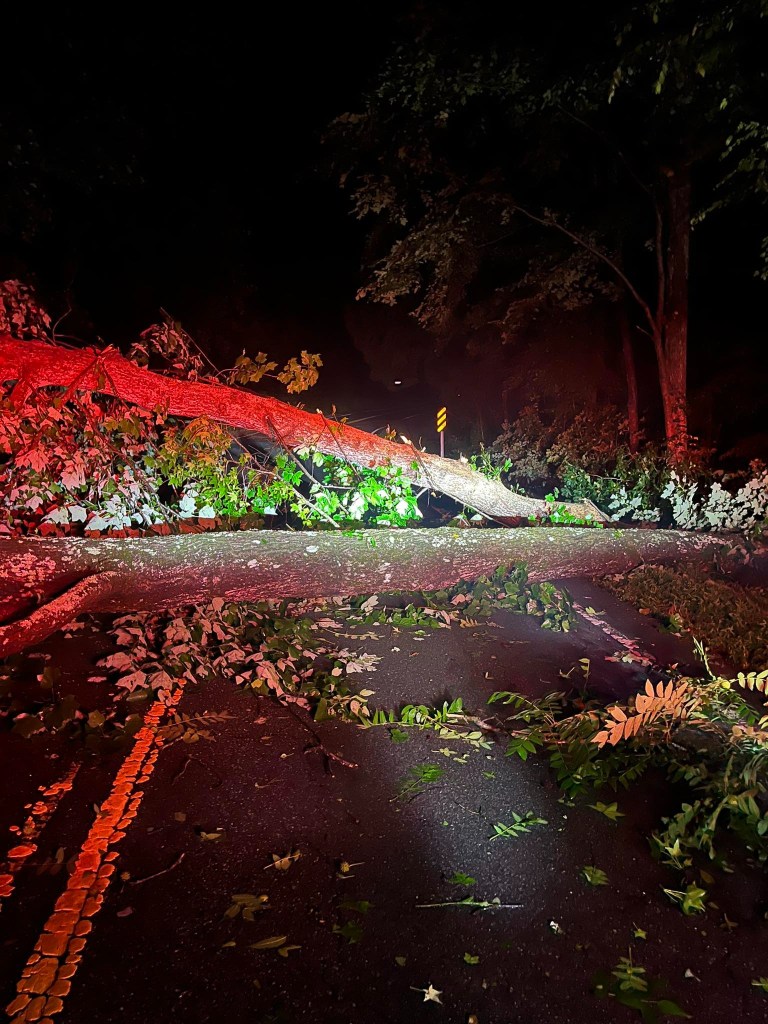 Large tree fallen across road at night after storm.