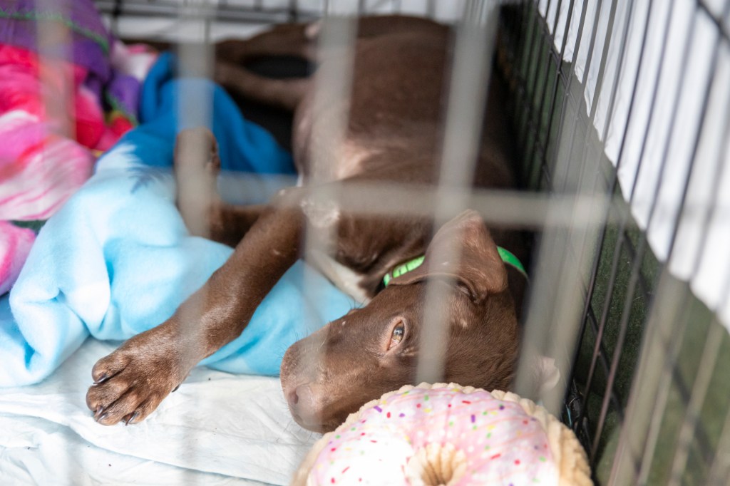 A brown puppy rests in a cage.