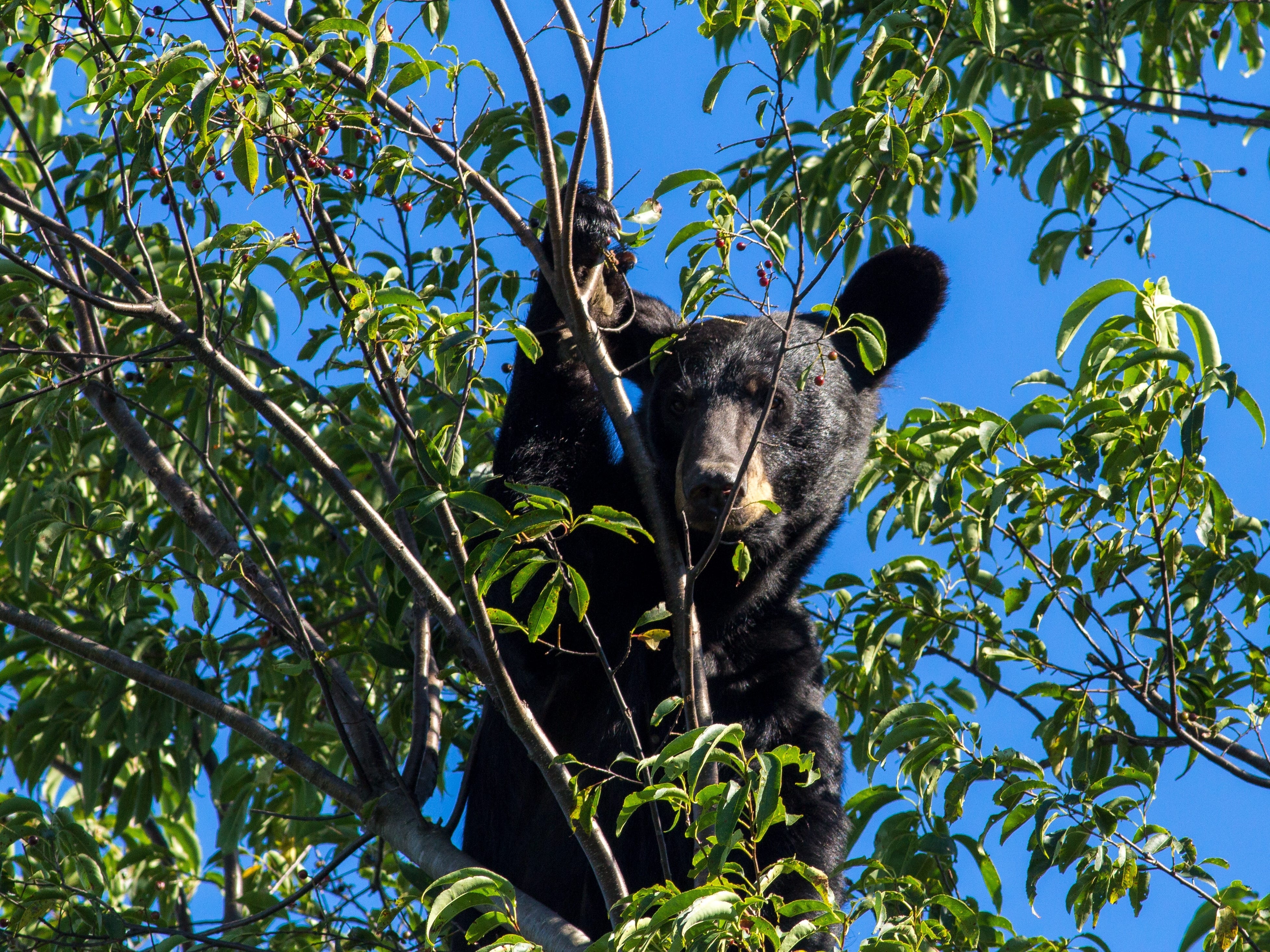 A bear in Shenandoah National Park in Virginia.