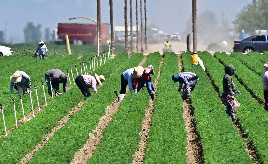 Farm workers labor in the fields south of Bakersfield, in Kern County, California's breadbasket, on April 9, 2025.