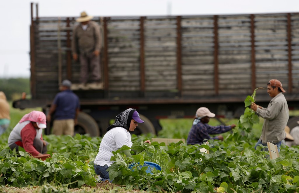 Farmworkers pick beans in a field, Monday, Nov. 18, 2013, in Florida City, Fla.