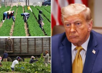 Trump insists ‘no amnesty’ for migrant farmworkers as agriculture secretary floats replacing them with Medicaid recipients