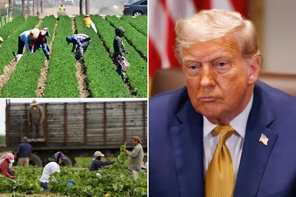 Trump insists ‘no amnesty’ for migrant farmworkers as agriculture secretary floats replacing them with Medicaid recipients