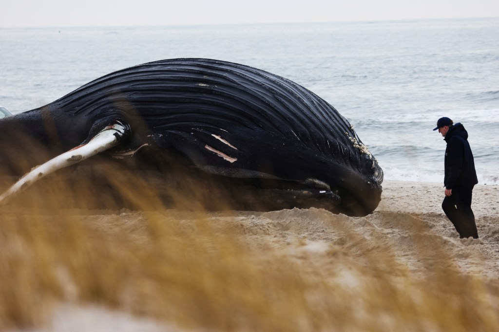 A beached whale found on Long Island's south shore near Lido Bech on Jan. 30, 2023. 