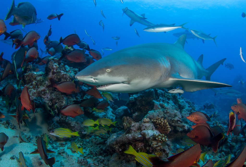 Lemon shark swimming near a coral reef with other fish.