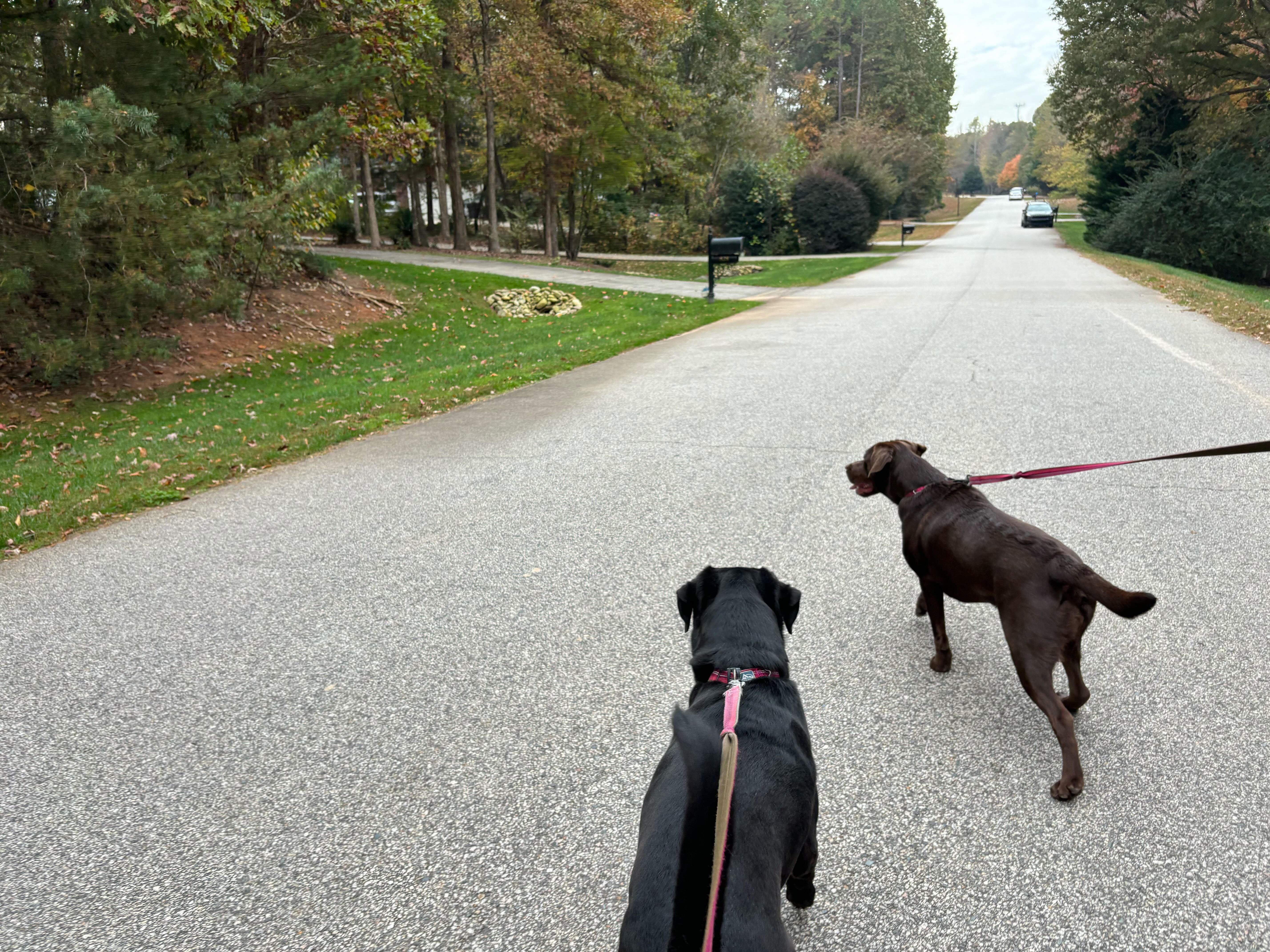 Valerie Mantelli walking her two black dogs