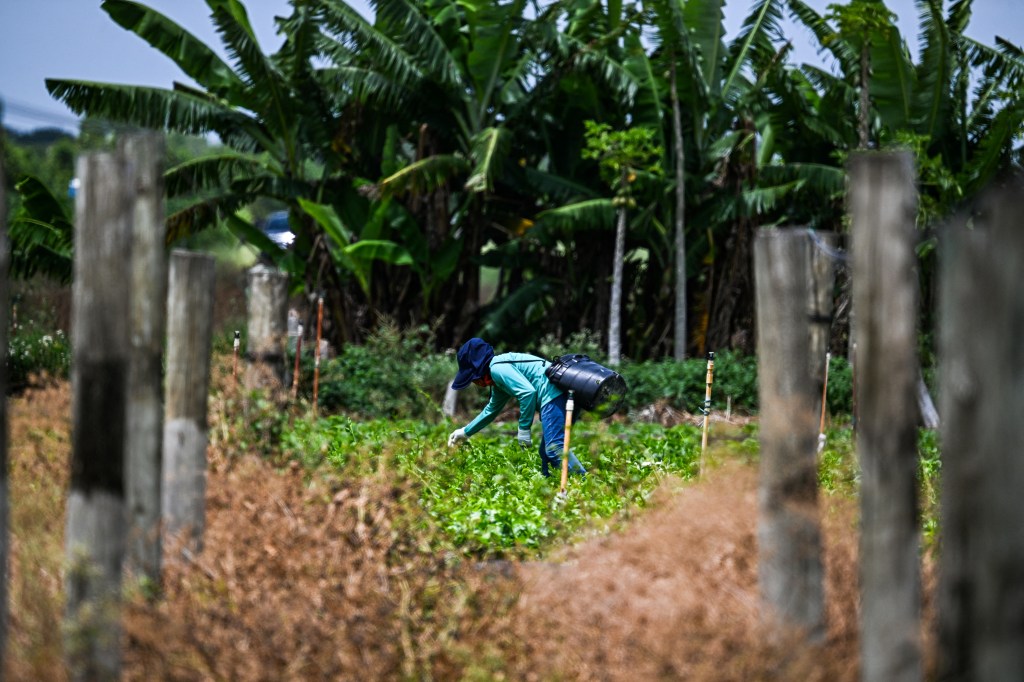 Migrant worker tending crops in Homestead, Florida.