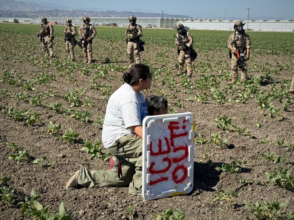 Demonstrator kneeling in a farm field during an immigration raid, facing armed federal agents.