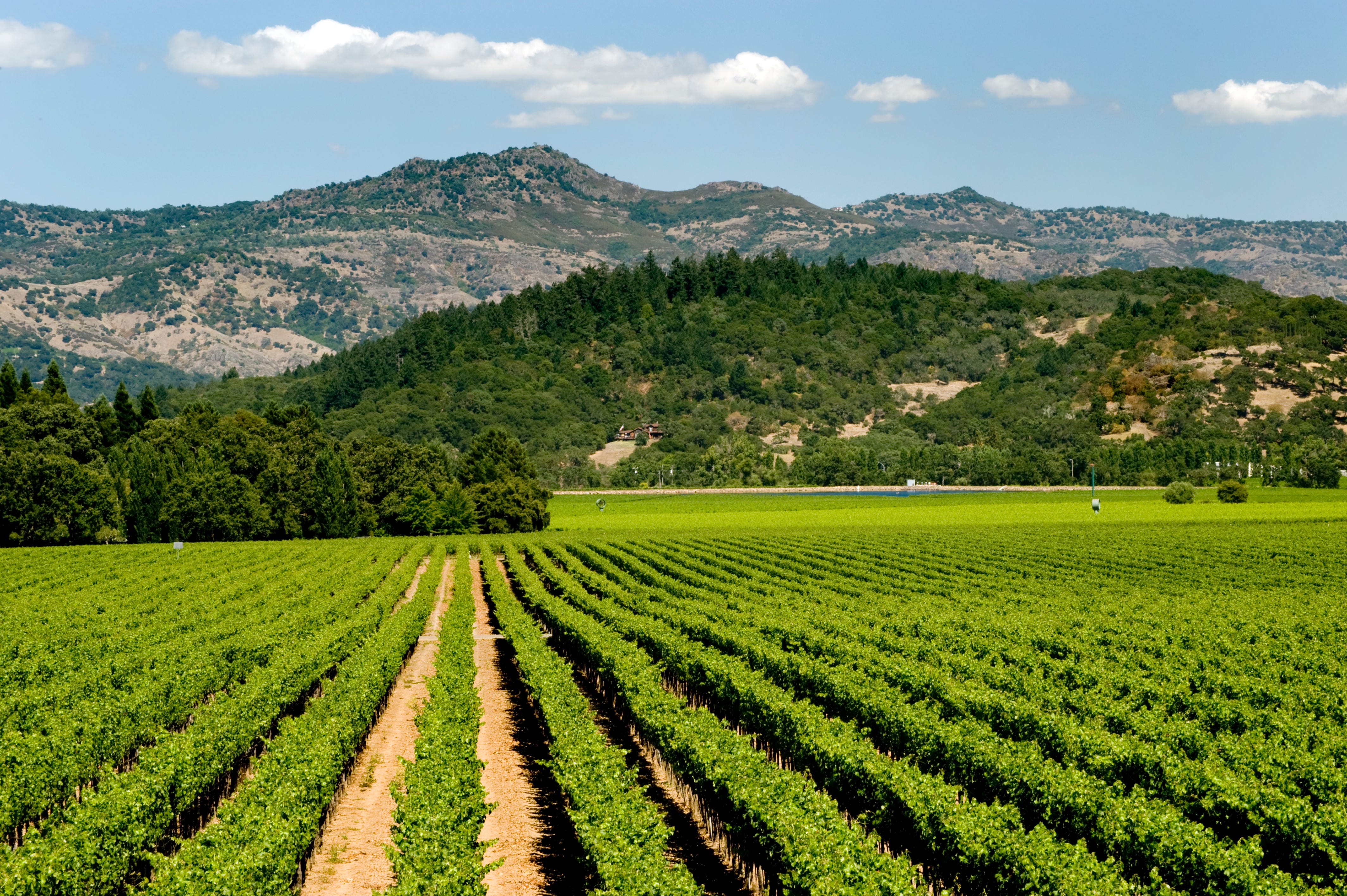 Vineyard with rolling hills in the background, Napa Valley, California.