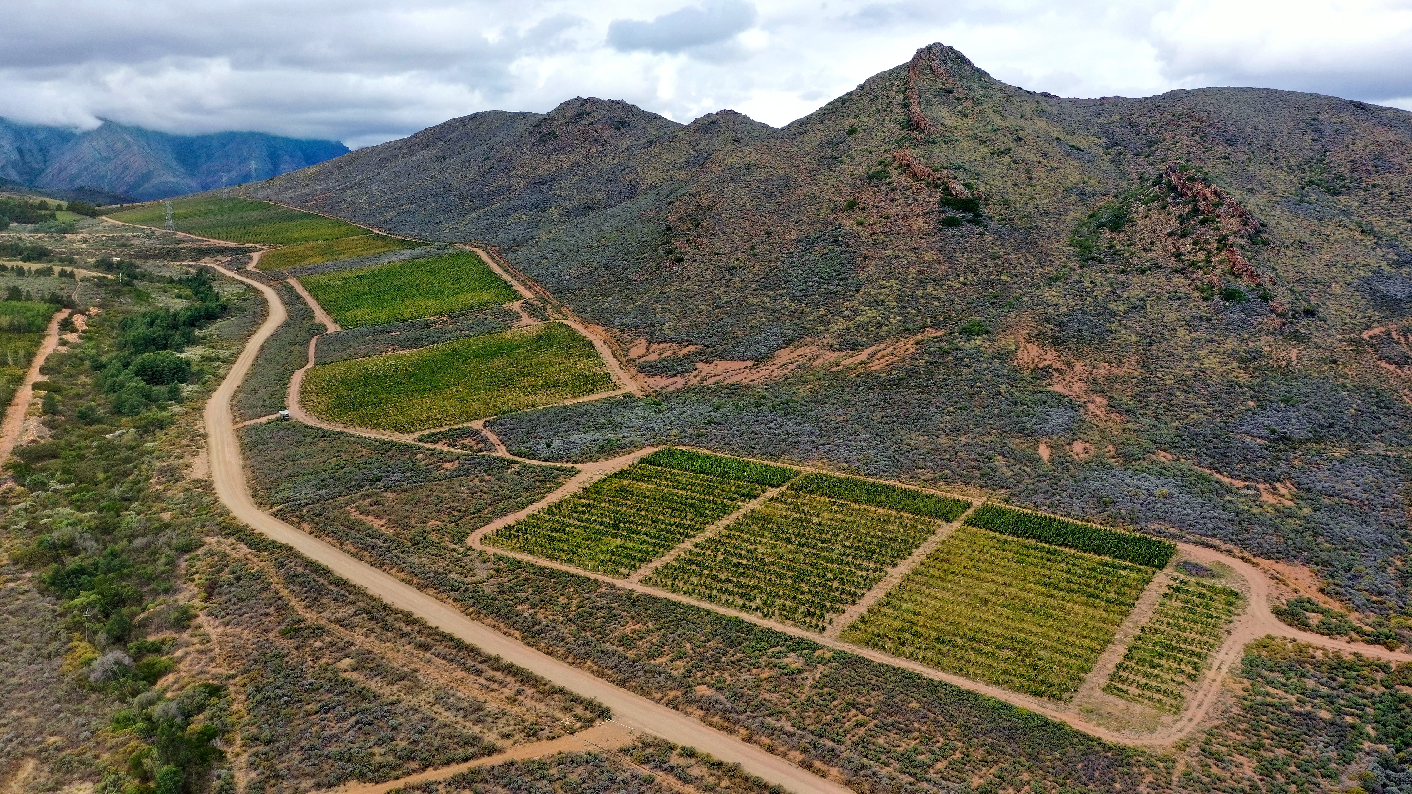 aerial view of the vineyards of the Olifantsberg Winery in the Breede River Valley