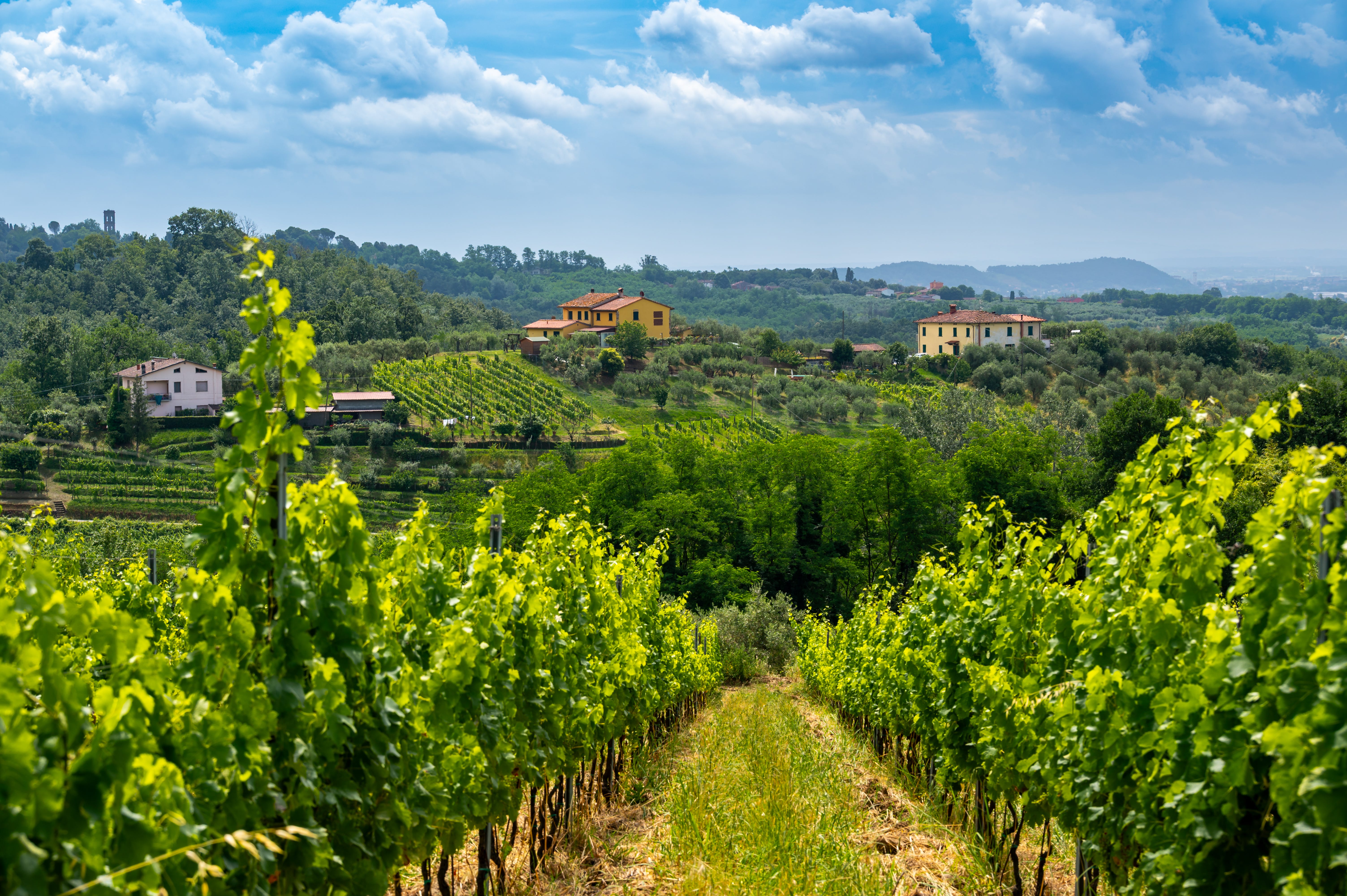 Aerial view of vineyards in tuscany with small buildings, trees in background
