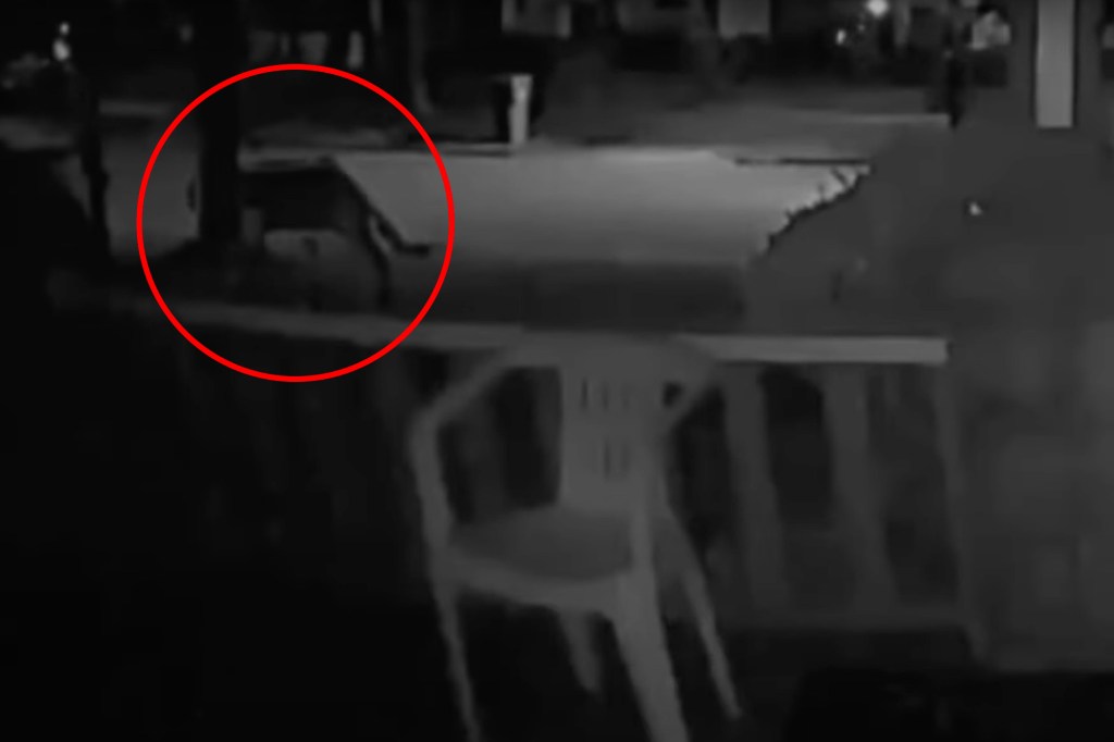 Security camera footage of a possible mountain lion in Rochester NY 
