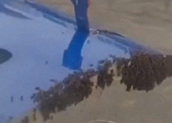 A Massive Swarm of Bees Delayed a Flight—and It Wasn’t the First Time