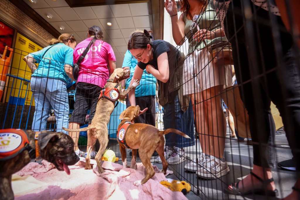 People interacting with puppies at Broadway Barks.