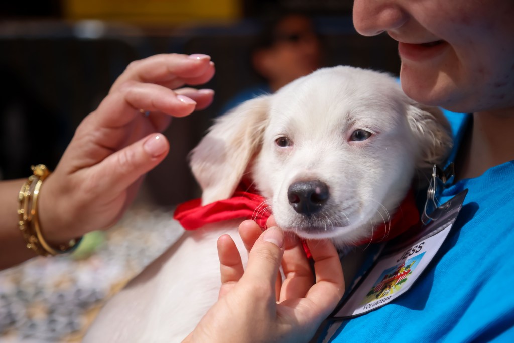 Person petting a white puppy at Broadway Barks.
