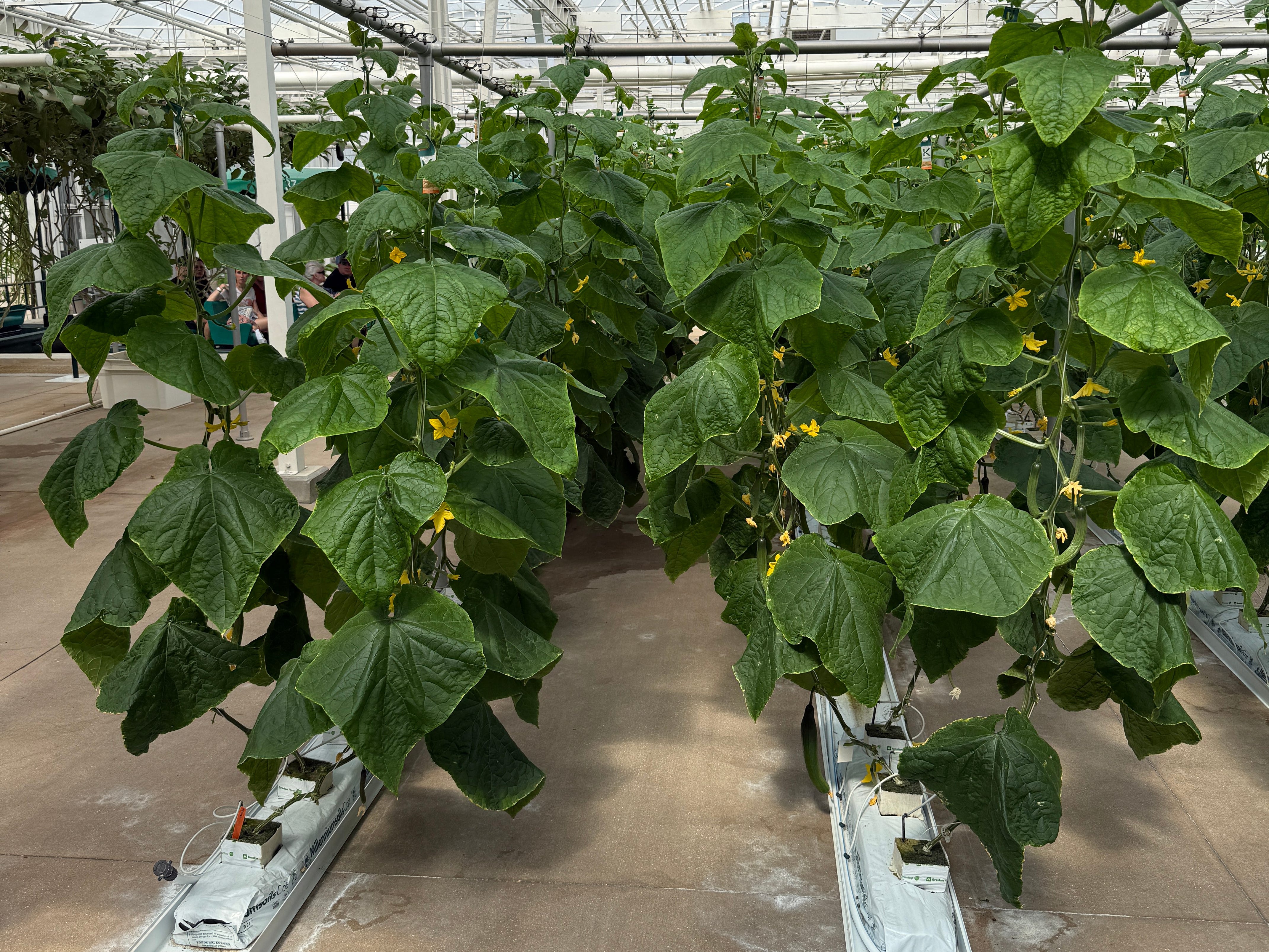 Plants lined up in green house area