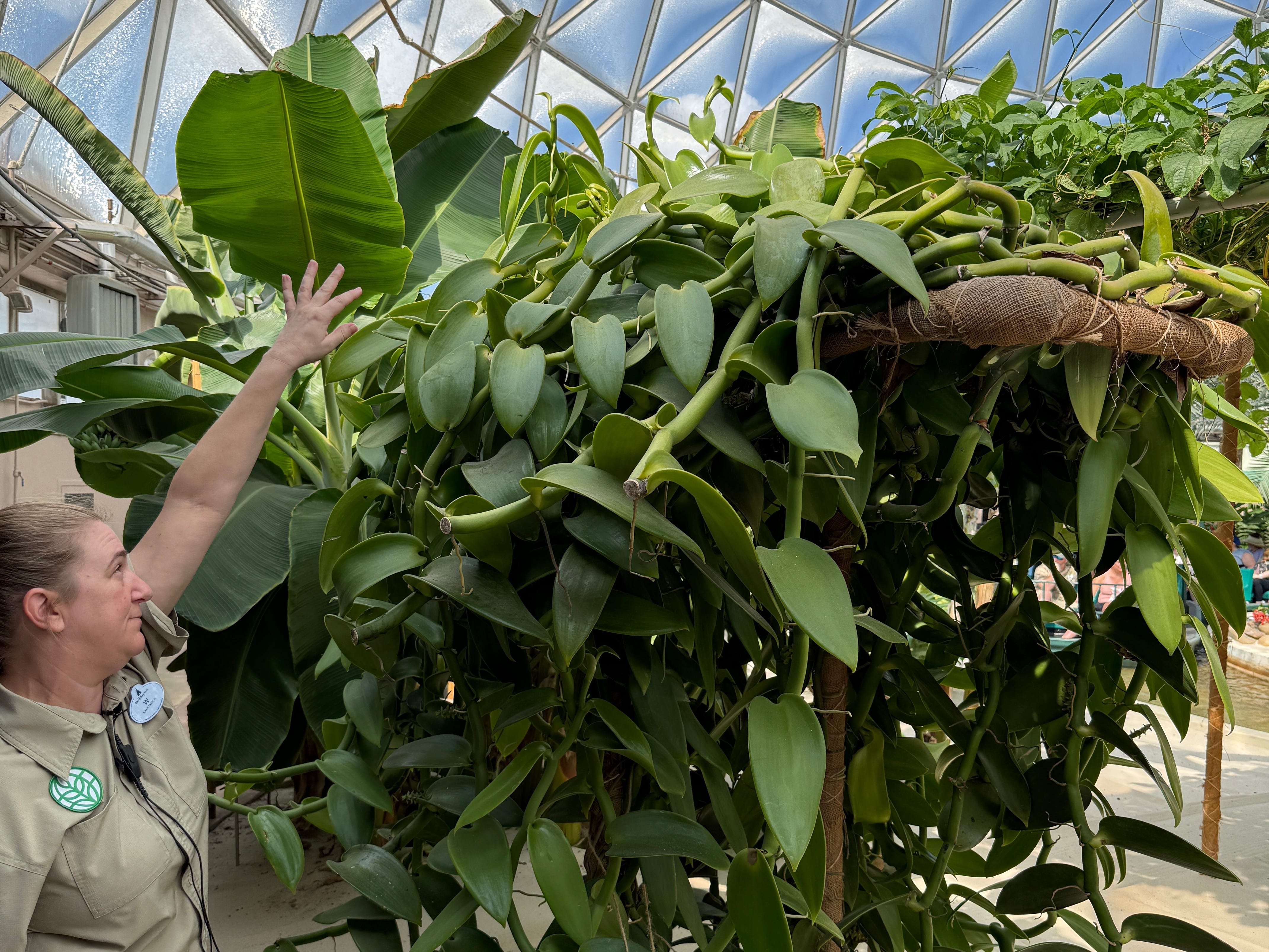 Disney employee touching leaves of large plant