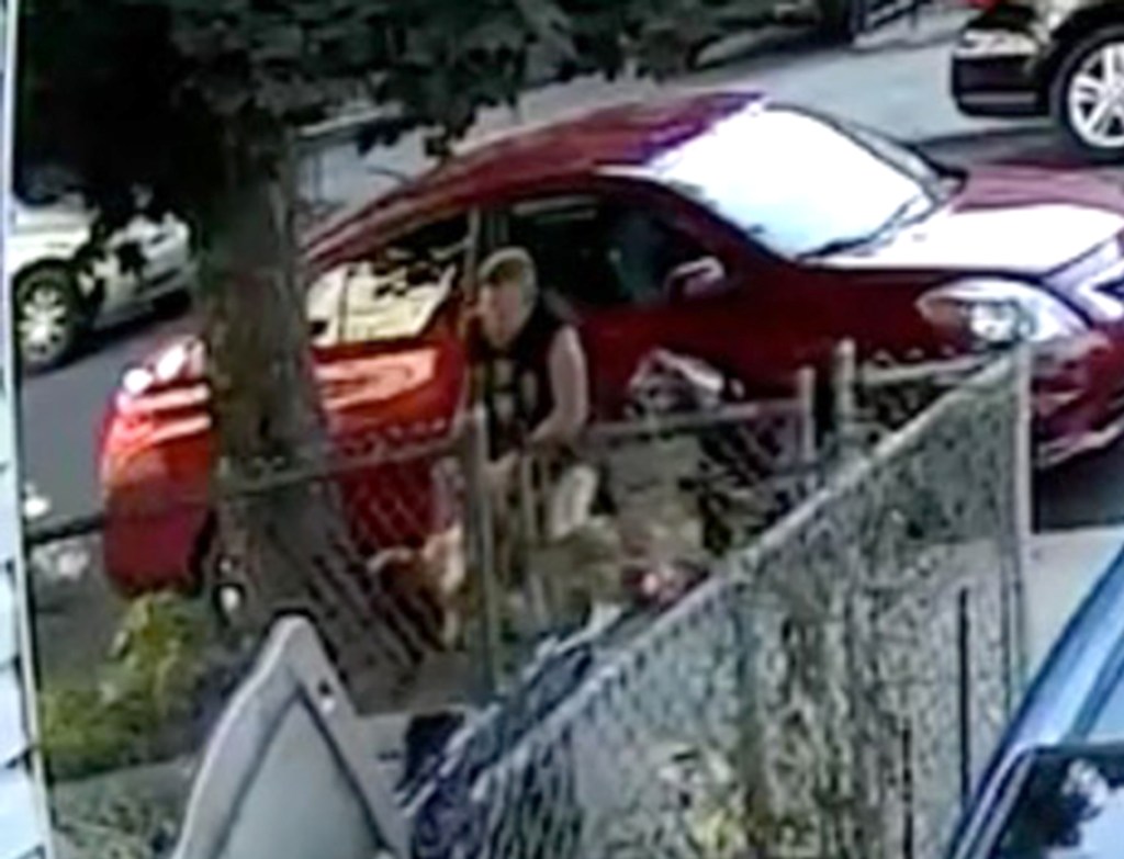 Surveillance image of a dog attack.