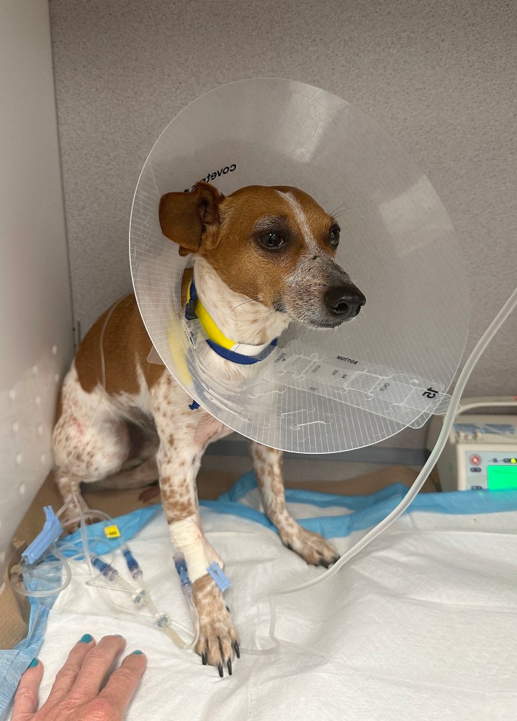 Injured dog wearing a cone at the vet.