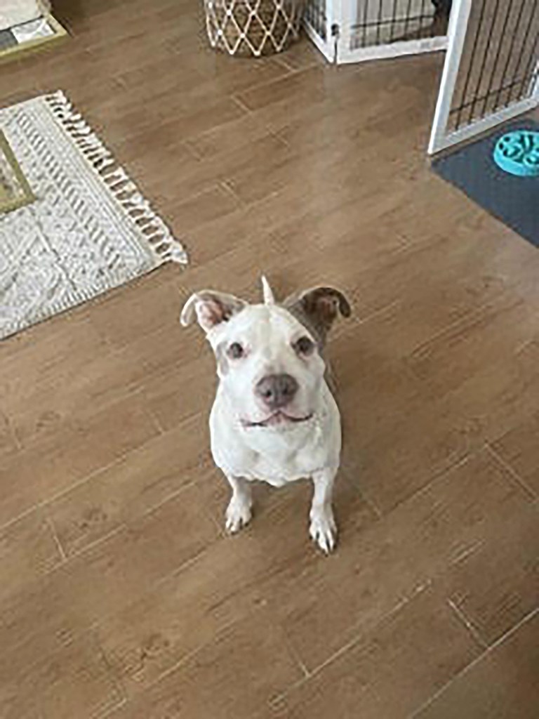 Pitbull that attacked Percy.