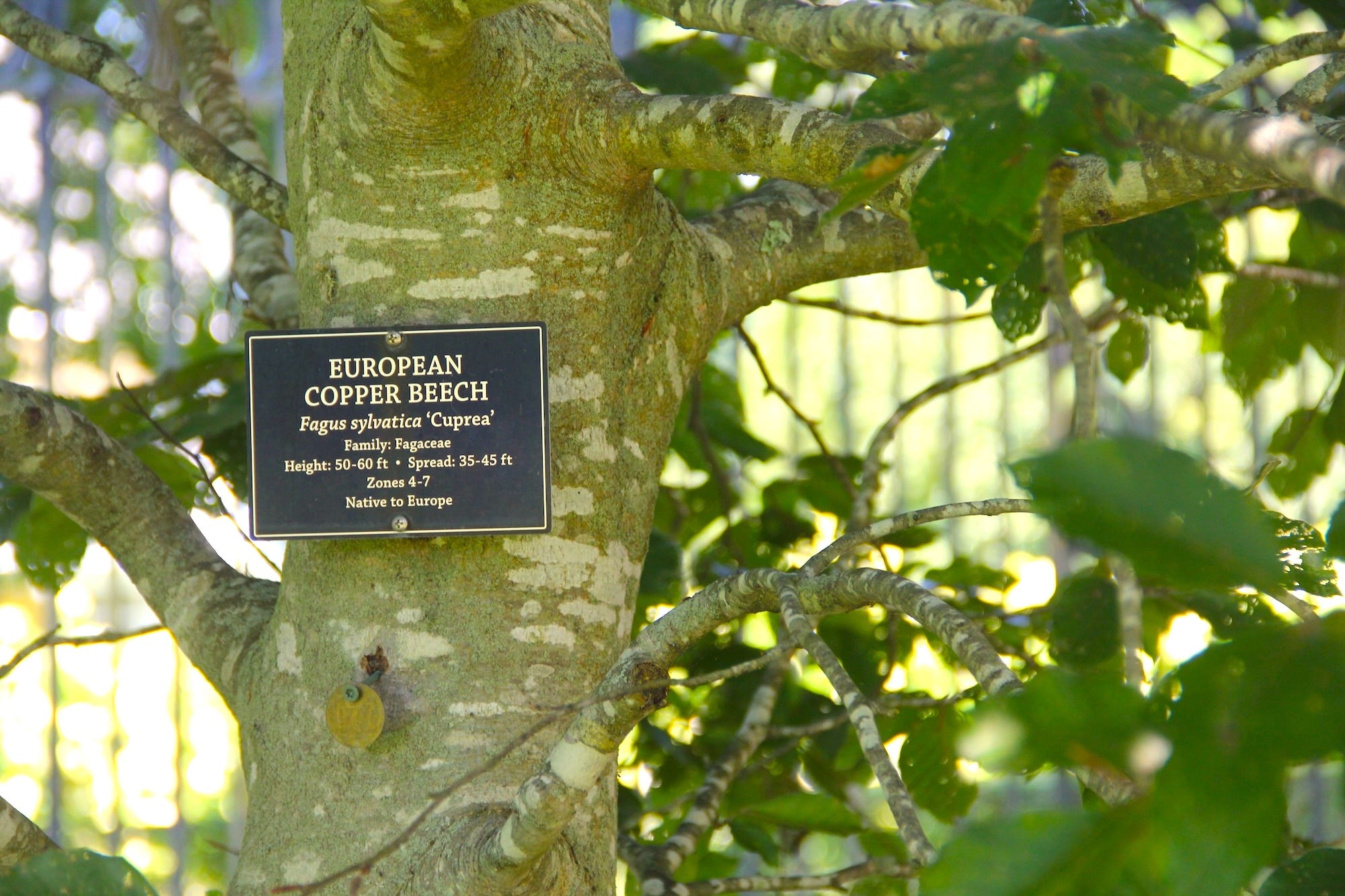 European copper beech trees on the grounds of Marble House.
