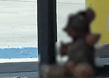 ‘Human Skin’ Teddy Bear Caused a Panic at a California Gas Station