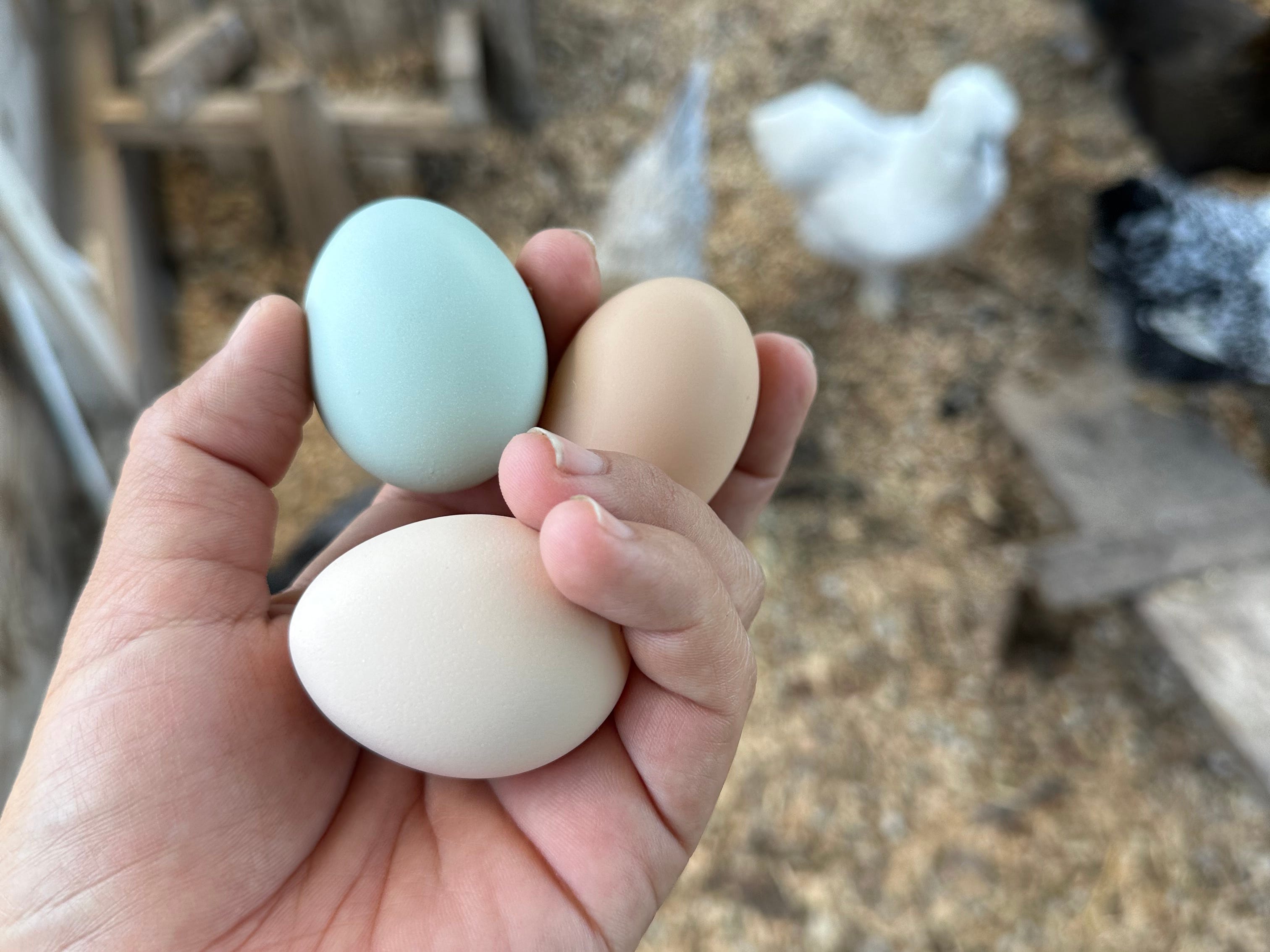 Christy Werner holding three chicken eggs