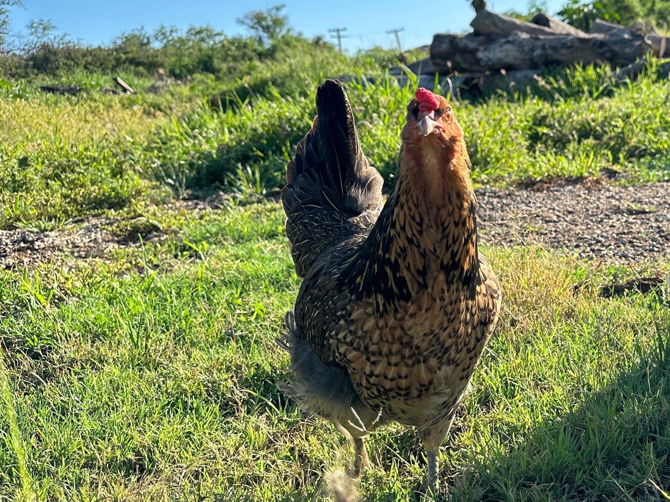 Chicken on Christy Werner's land