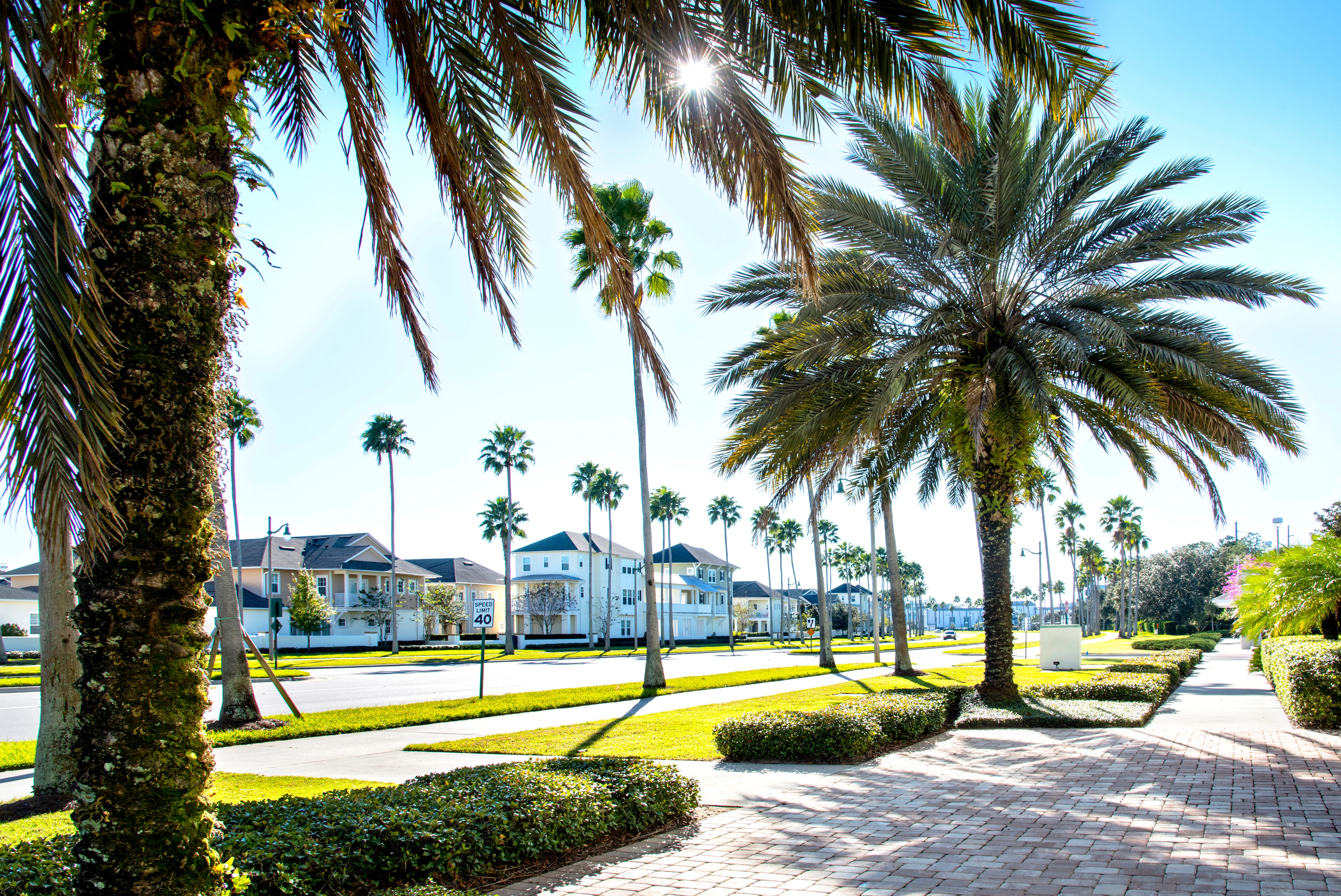 Palm-tree lined street in Florida