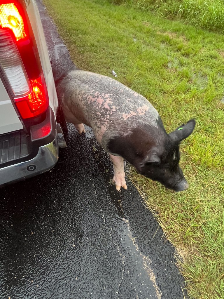 The Frondorfs' pet pig Mohawk also managed to survive the flood.