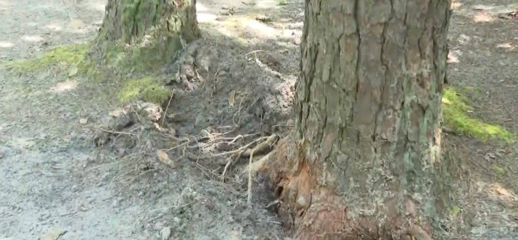 Tree base showing exposed roots.