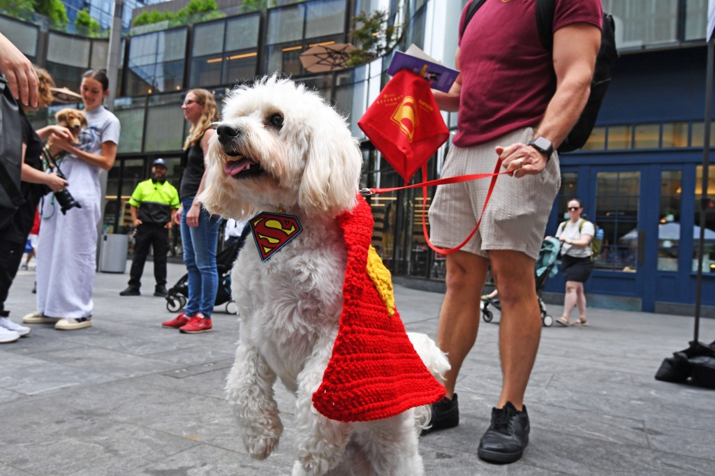 A white dog with a crocheted superman cape lifts their paws. 